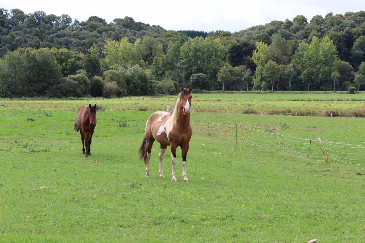 Poulain paint horse plein papiers