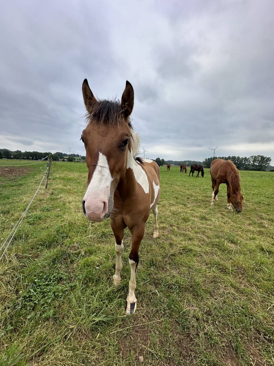 Poulain paint horse plein papiers