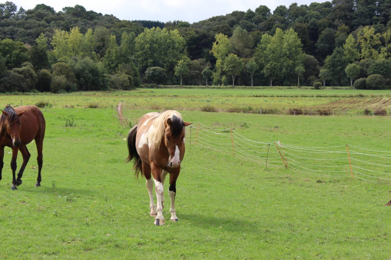 Poulain paint horse plein papiers