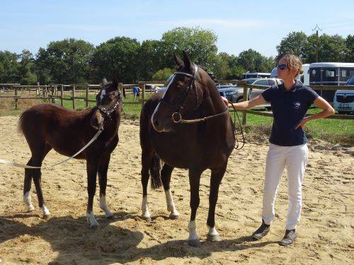 A VENDRE AU SEVRAGE PRUDE DU TIGRE CELTE