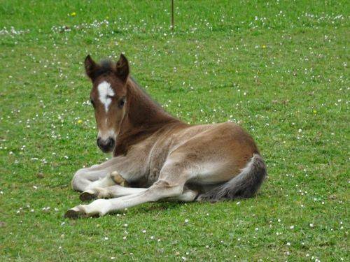 A VENDRE AU SEVRAGE PRUDE DU TIGRE CELTE