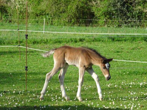 A VENDRE AU SEVRAGE PRUDE DU TIGRE CELTE