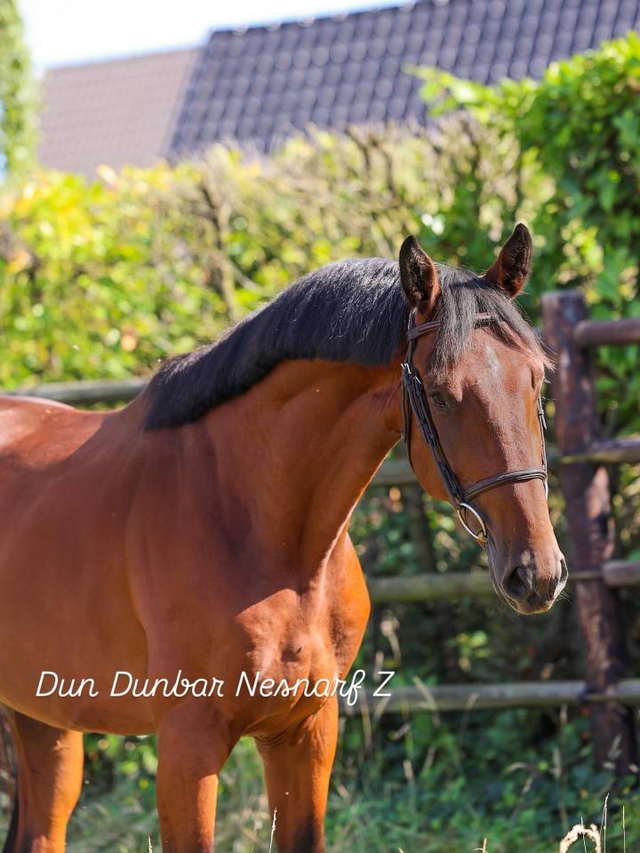 Dun Dunbar Nesnarf Z 