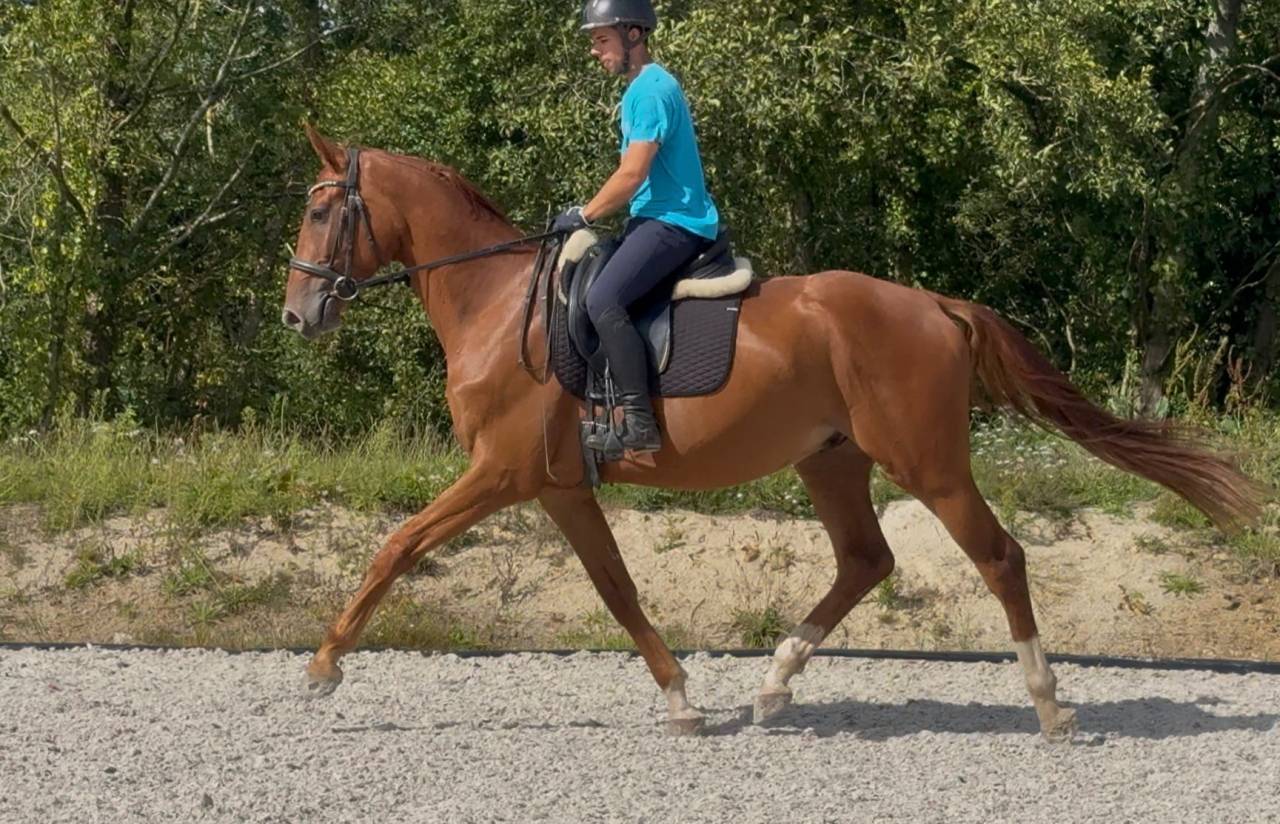 Très bon jeune cheval de dressage