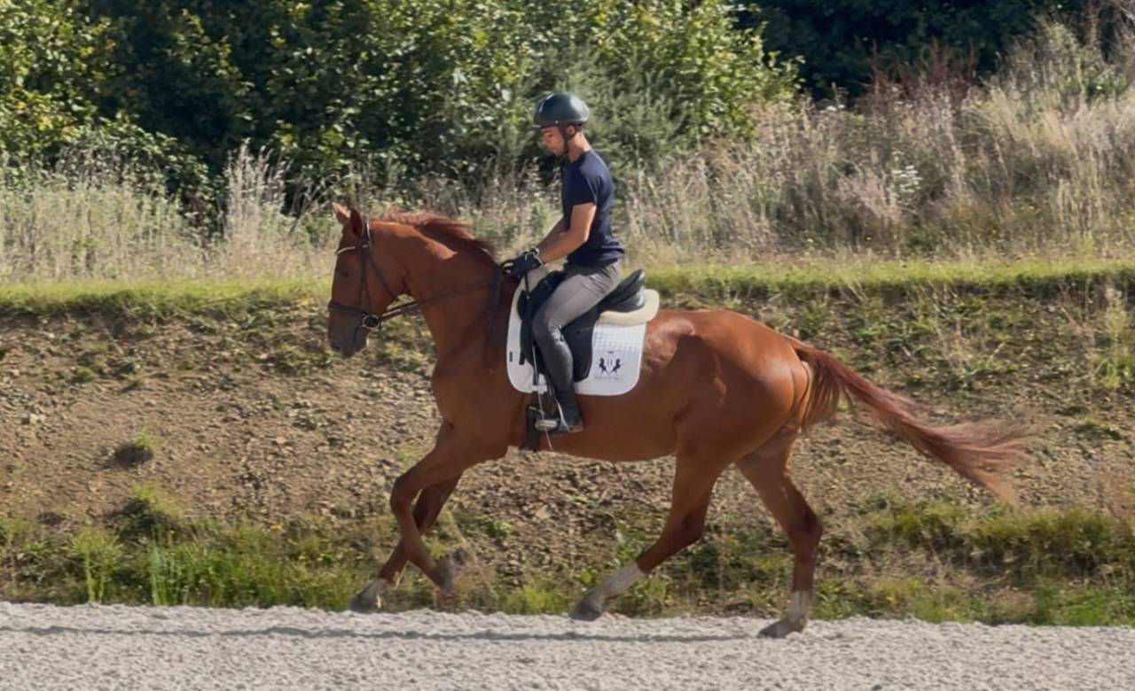 Très bon jeune cheval de dressage
