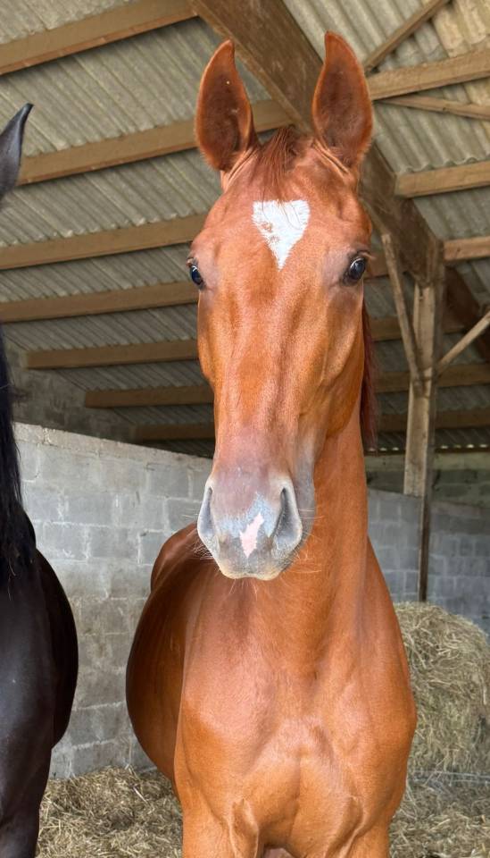 Très bon jeune cheval de dressage