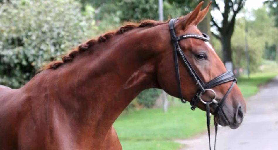 Très bon jeune cheval de dressage