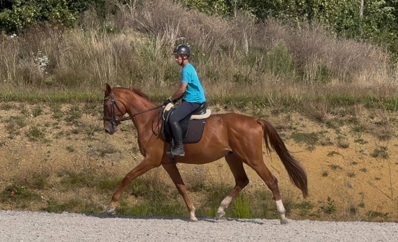 Très bon jeune cheval de dressage