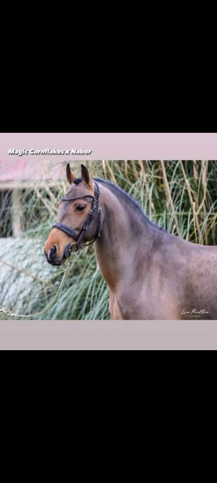 Poney 9ans pour gp à vendre 