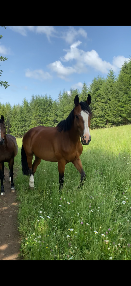 Poulinière gestante de 10 ans