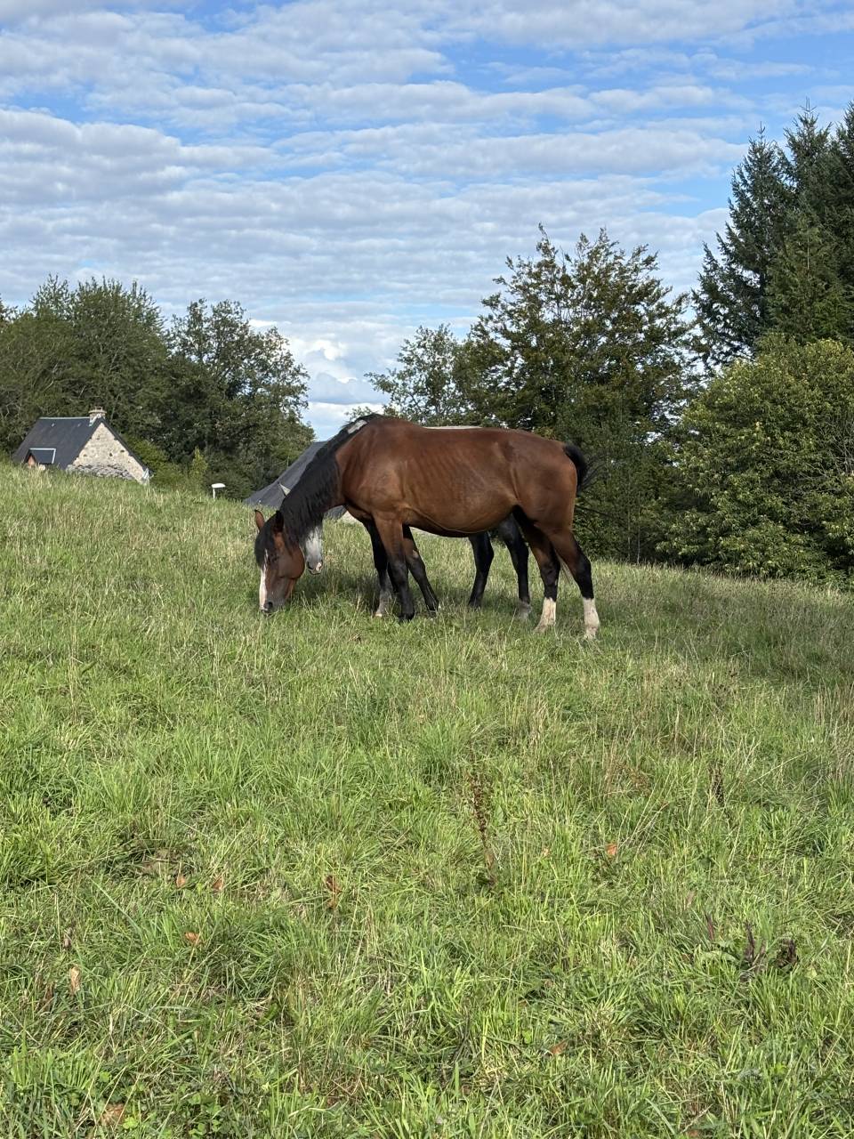 Poulinière gestante de 10 ans