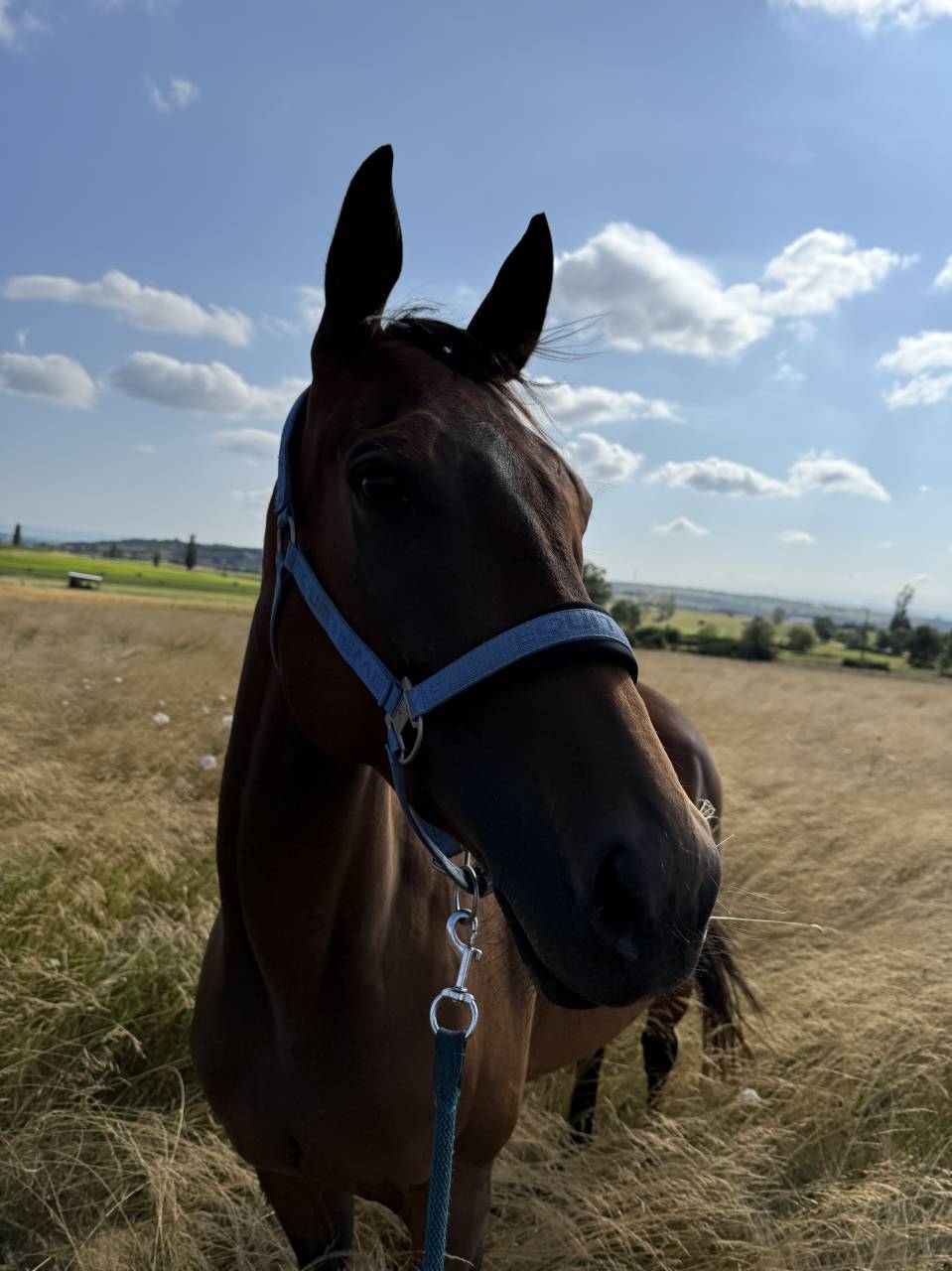 Jument PS 4 ans ASSURANCE VIE