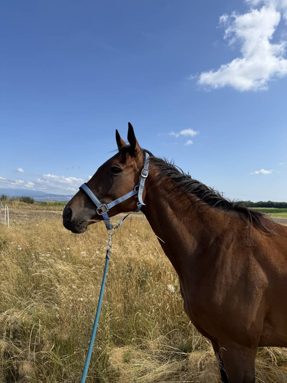 Jument PS 4 ans ASSURANCE VIE