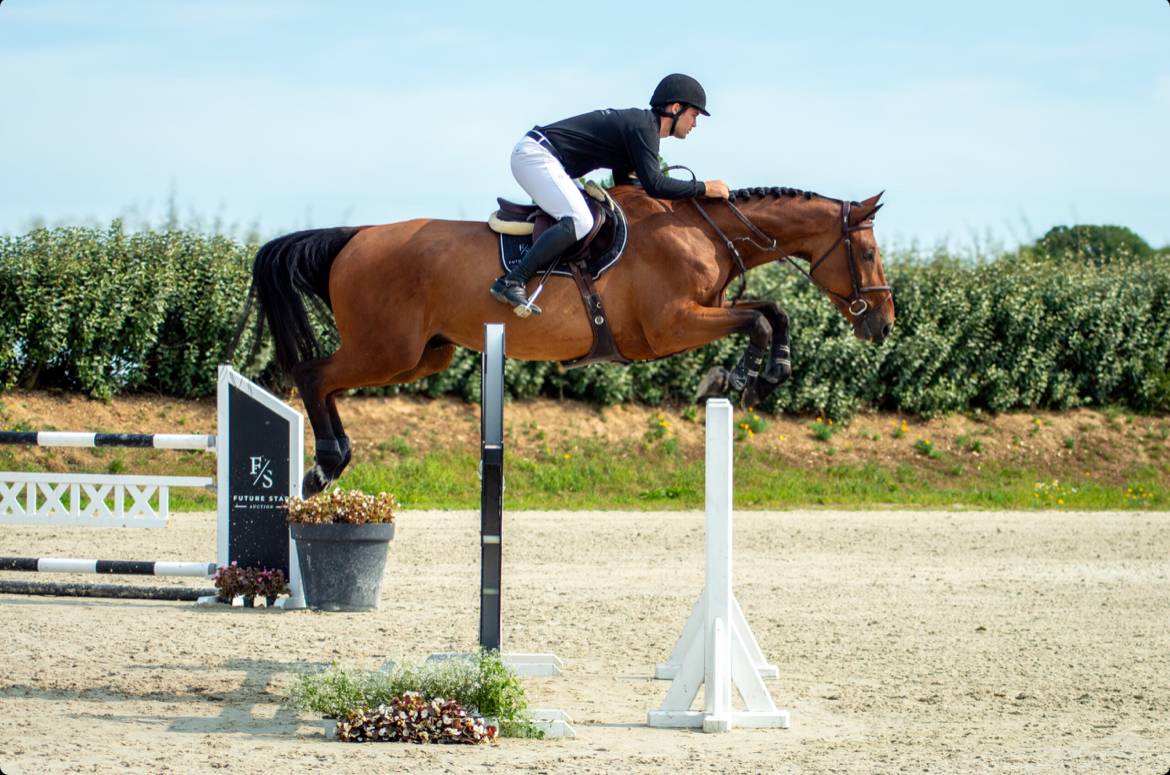 Top hongre 5 ans Z 