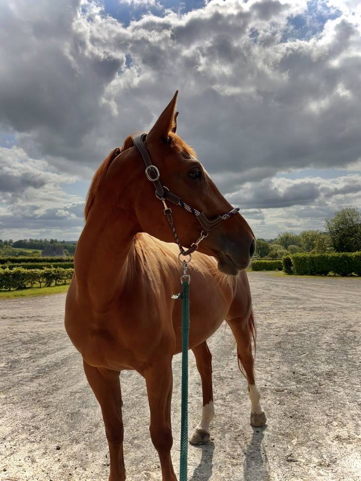 Jument à vendre par DIAMANT DE SEMILLY X SKY LOVE DC