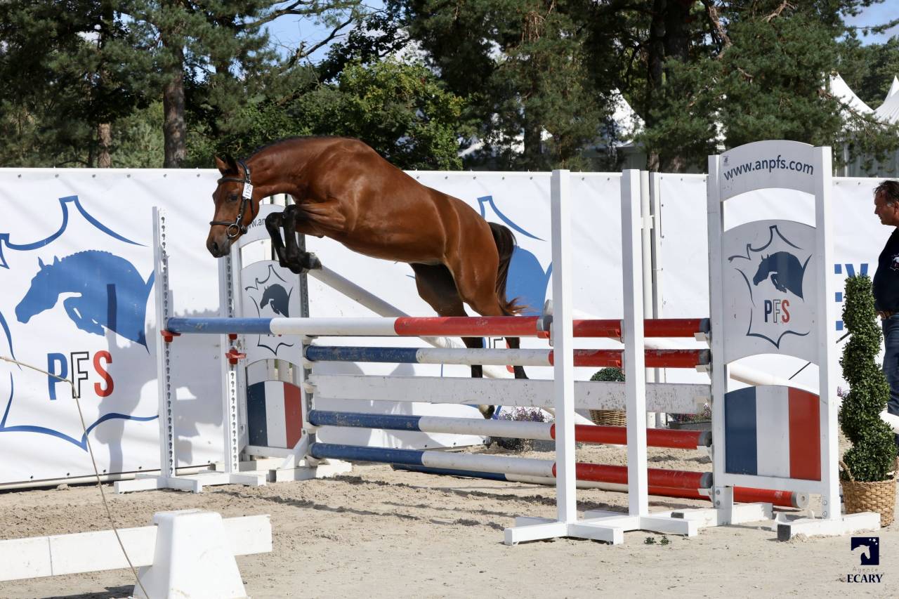 poney 3 ans pfs sport/élevage