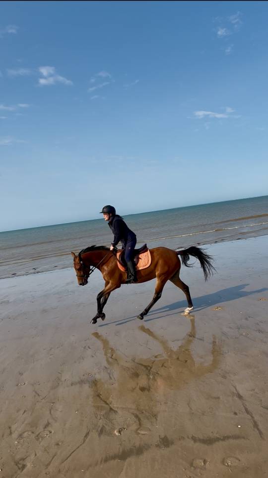 poney 3 ans pfs sport/élevage