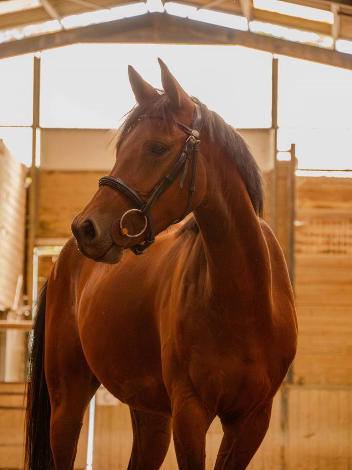 poney 3 ans pfs sport/élevage