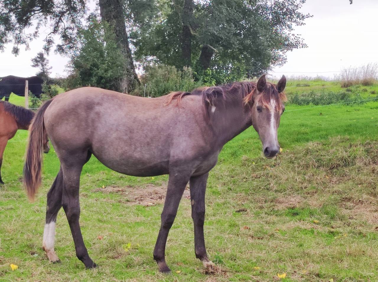 Pouliche 1 an par Chacco white
