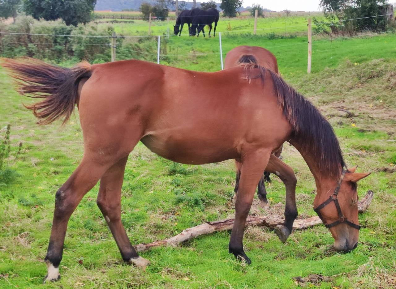Grande pouliche par Dollar du rouet