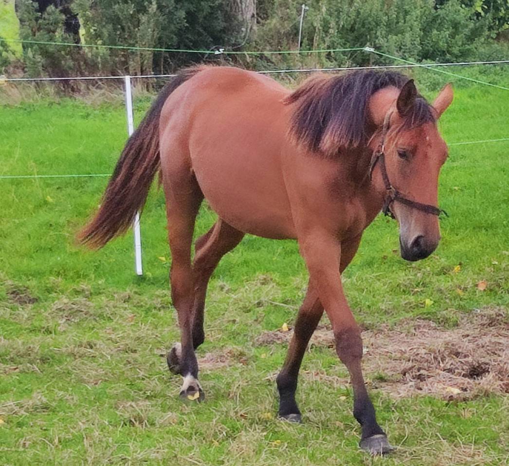 Grande pouliche par Dollar du rouet