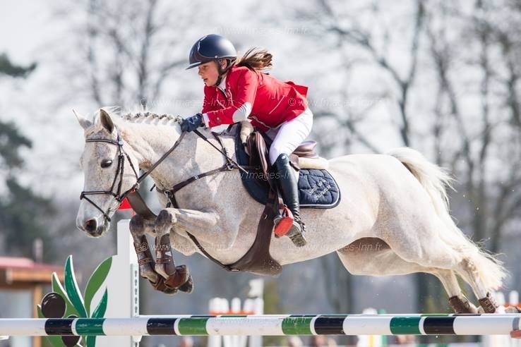 Poulain mâle connemara/pfs très bonnes origines
