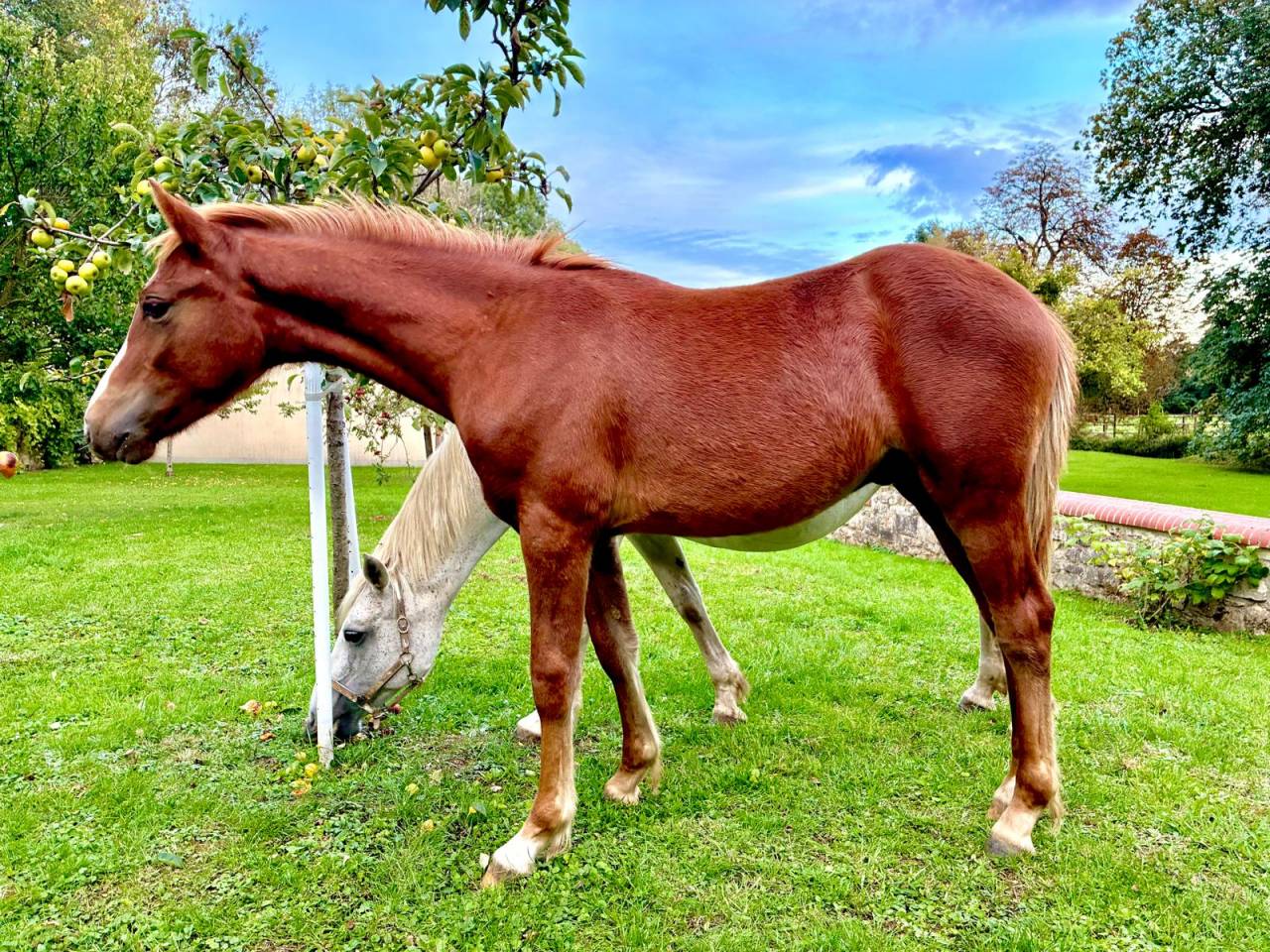 Poulain mâle connemara/pfs très bonnes origines