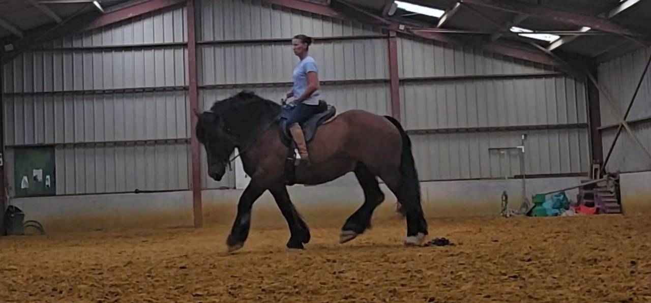 Etalon trait ardennais