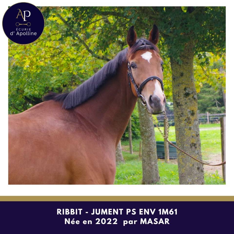 Jolie jument pour bonne maison