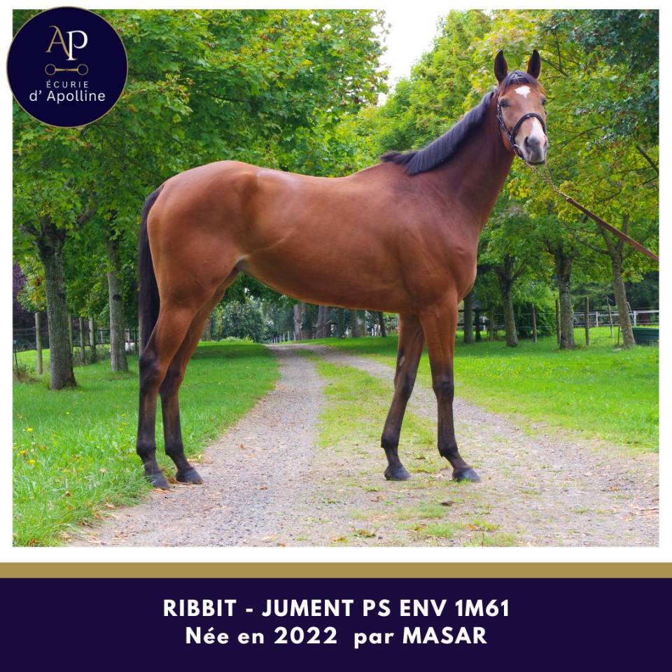 Jolie jument pour bonne maison