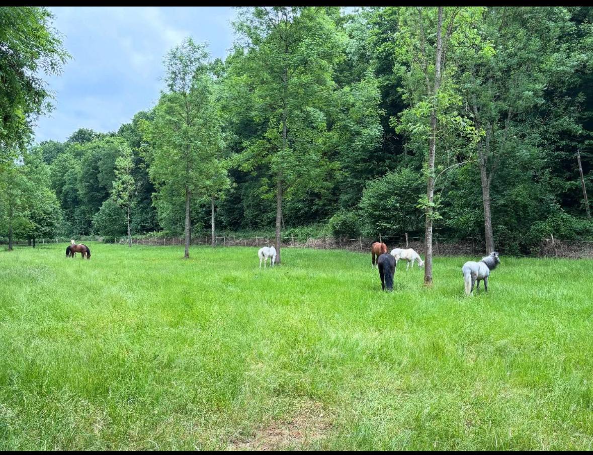 Pension chevaux et poney - Les &eacute;curies de l automne - Vaumoise