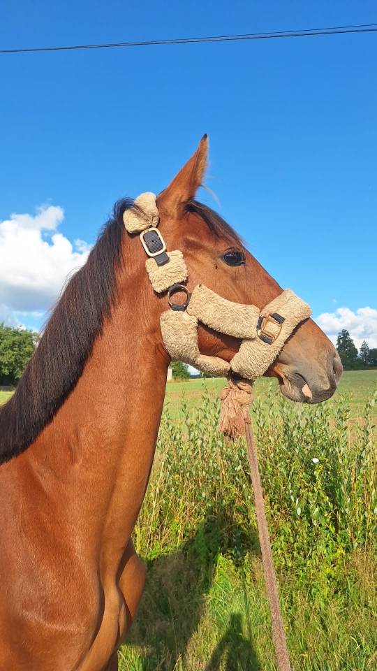 Pouliche KWPN Oliver St.John x Toulon