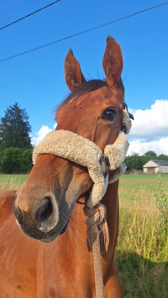 Pouliche KWPN Oliver St.John x Toulon