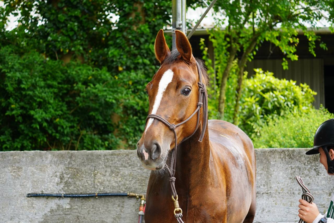  À VENDRE – Original Sinaa 