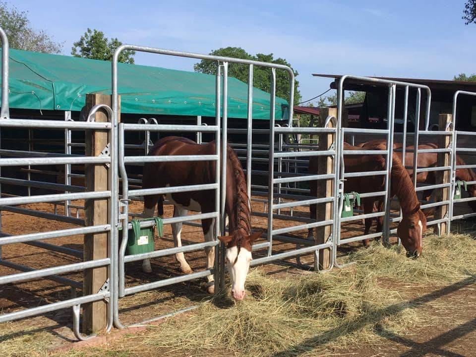 Blue Grass Ranch - Pension chevaux - Krautergersheim
