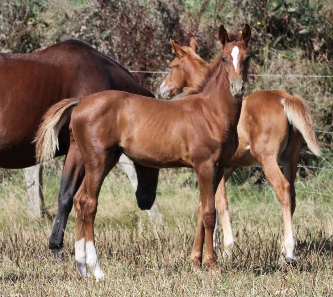 Parenthèse Folie, pouliche née 02/05/2025