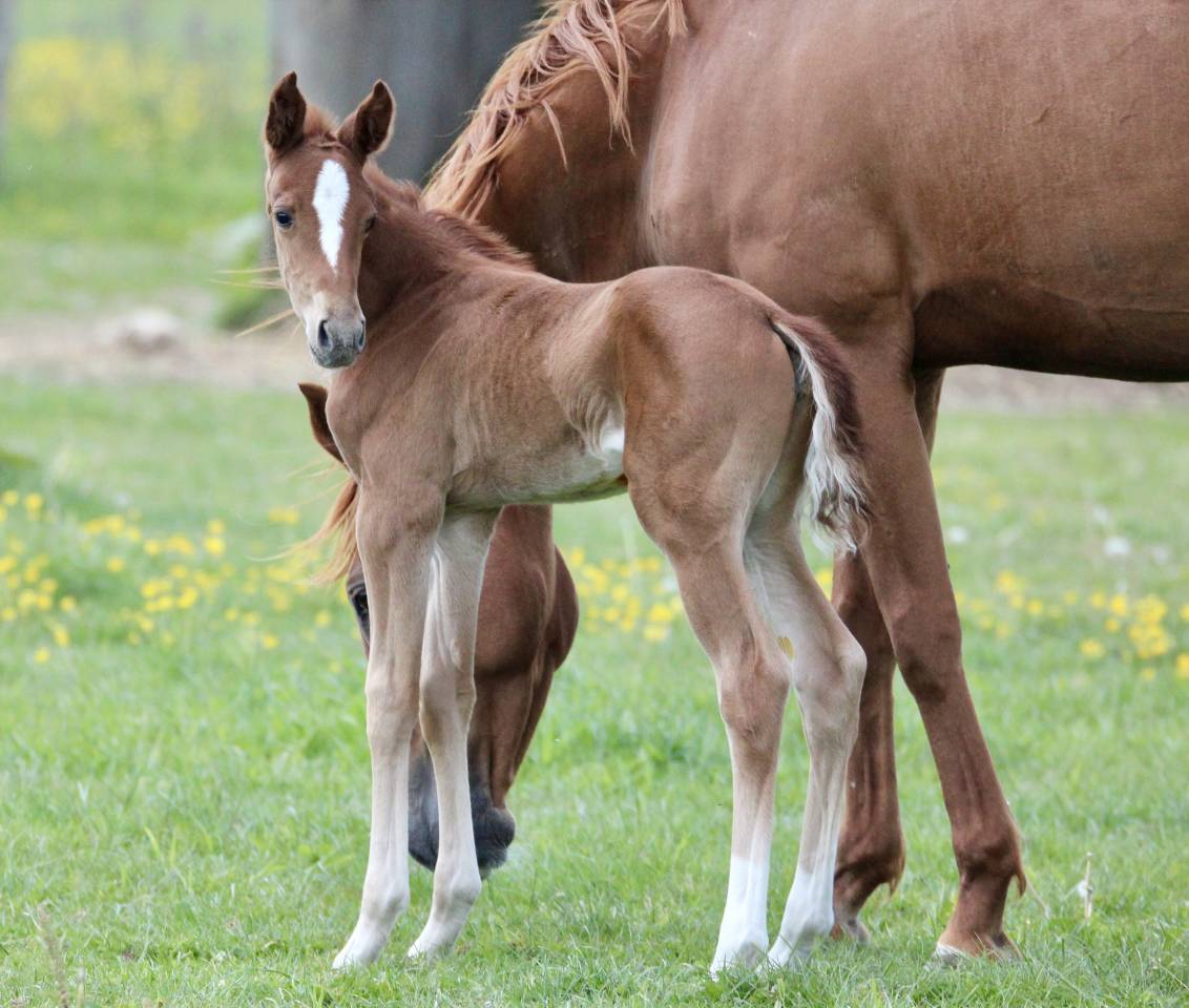 Parenthèse Folie, pouliche née 02/05/2025