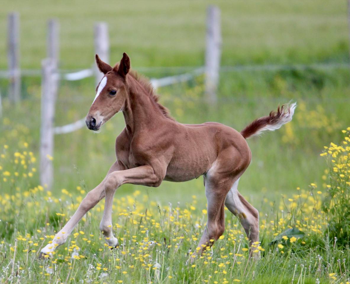 Parenthèse Folie, pouliche née 02/05/2025