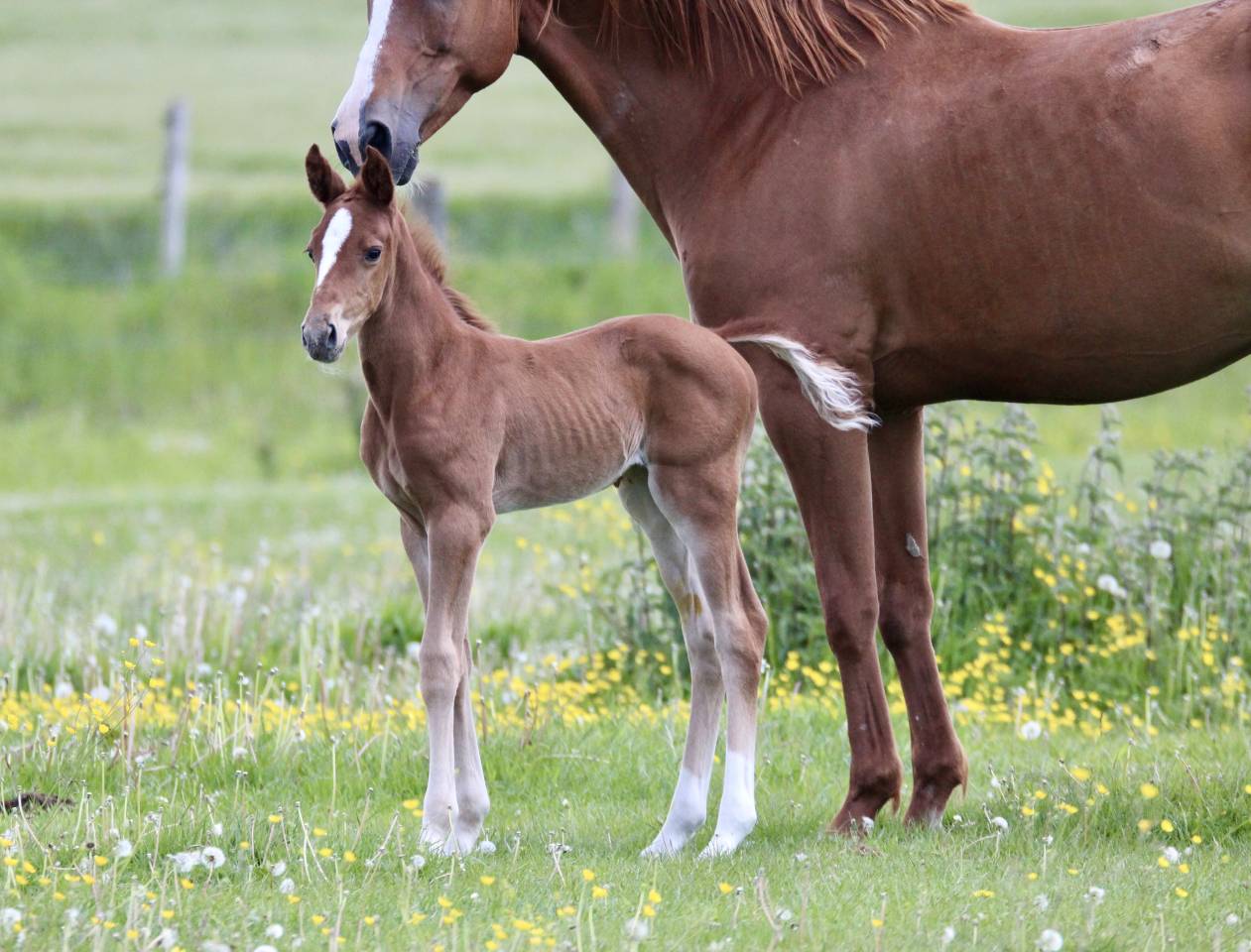 Parenthèse Folie, pouliche née 02/05/2025