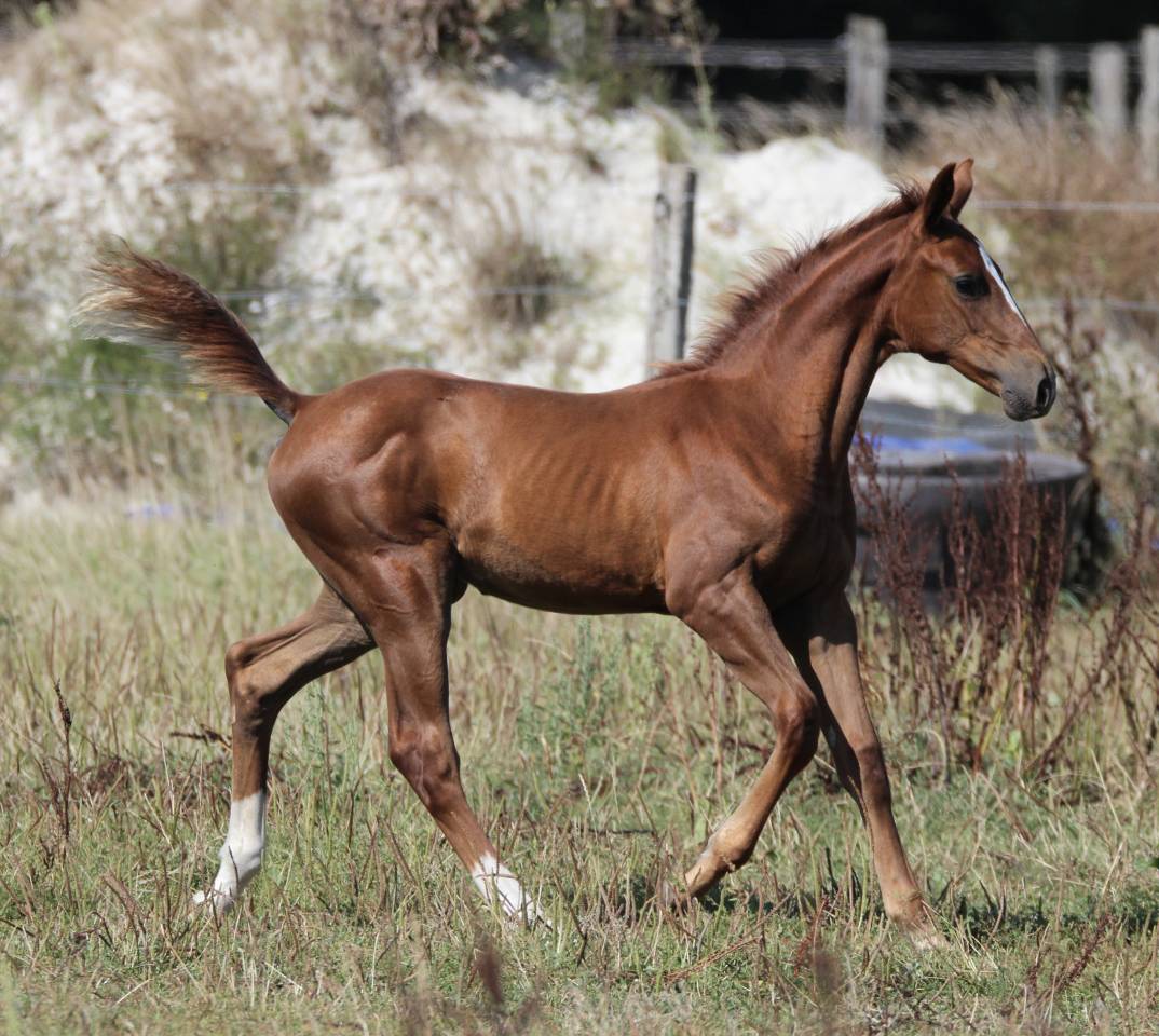 Parenthèse Folie, pouliche née 02/05/2025