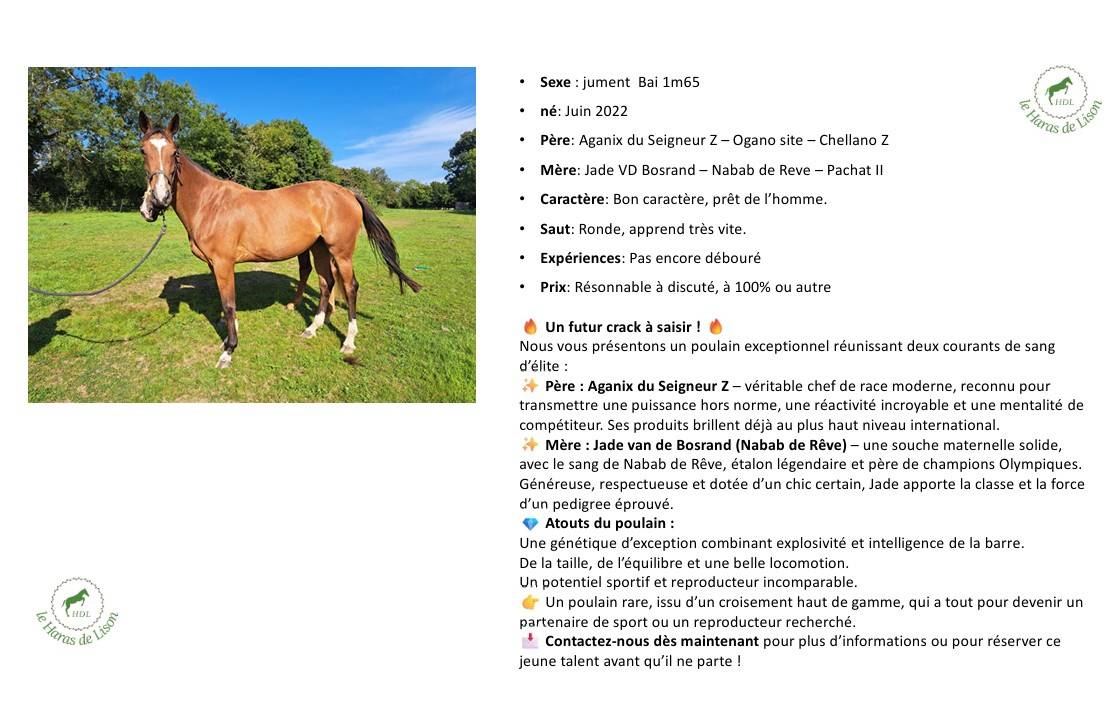 Jument de 3ans a vendre, très bon papiers, élégante
