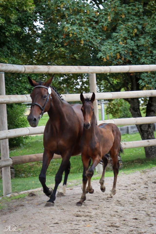 Jument sf pour élevage ou loisirs 