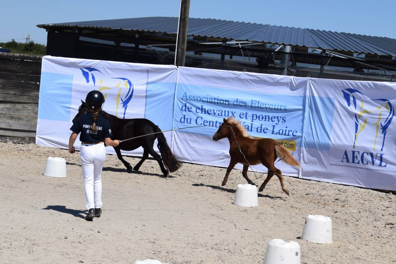 Foal femelle Shetland livre A