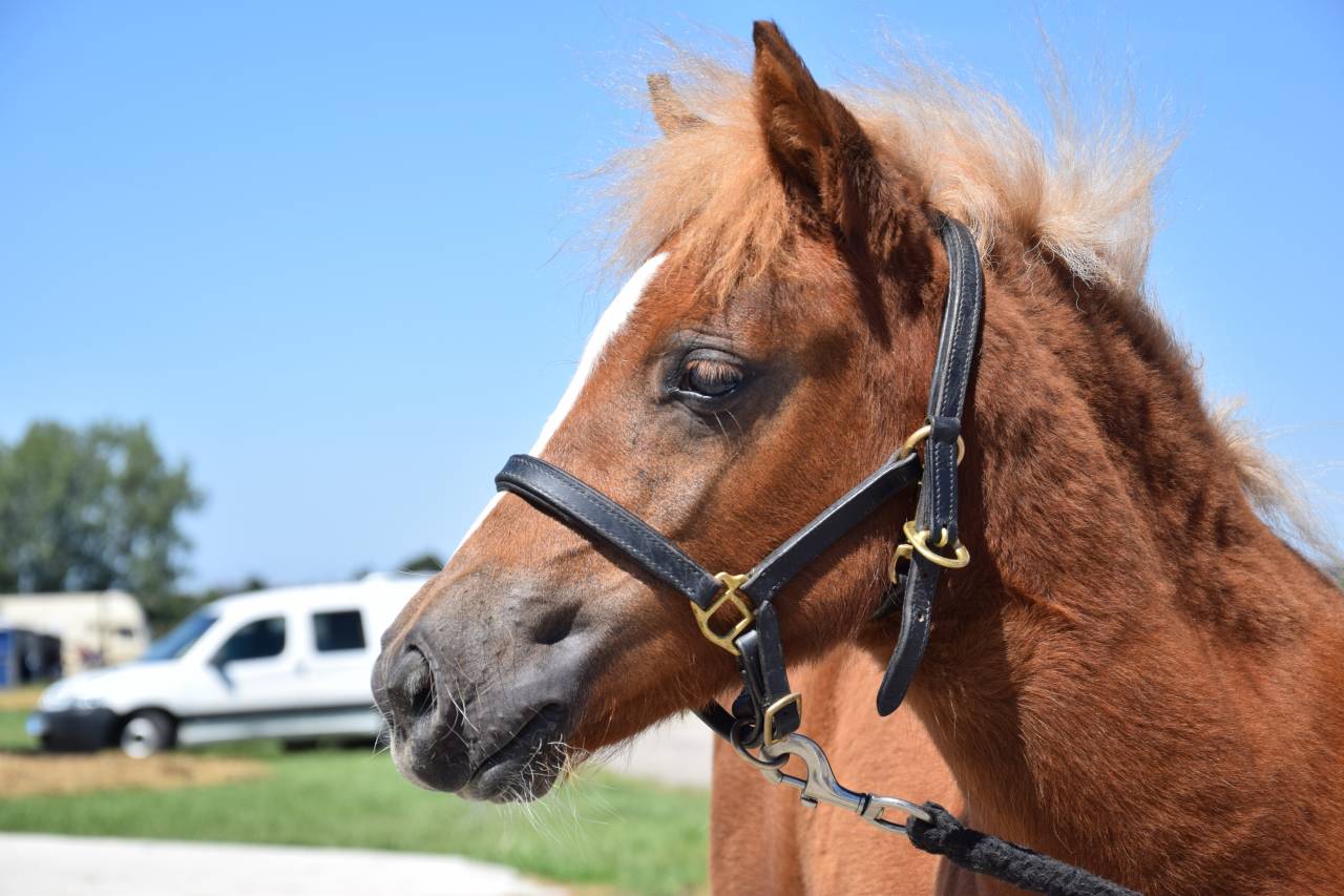 Foal femelle Shetland livre A