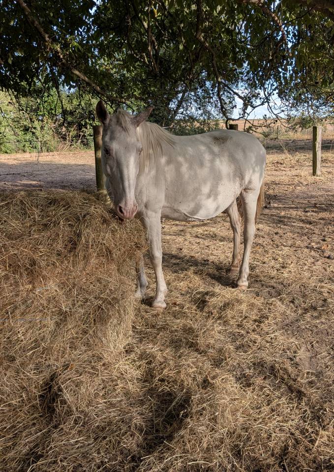 Jument pré retraite 