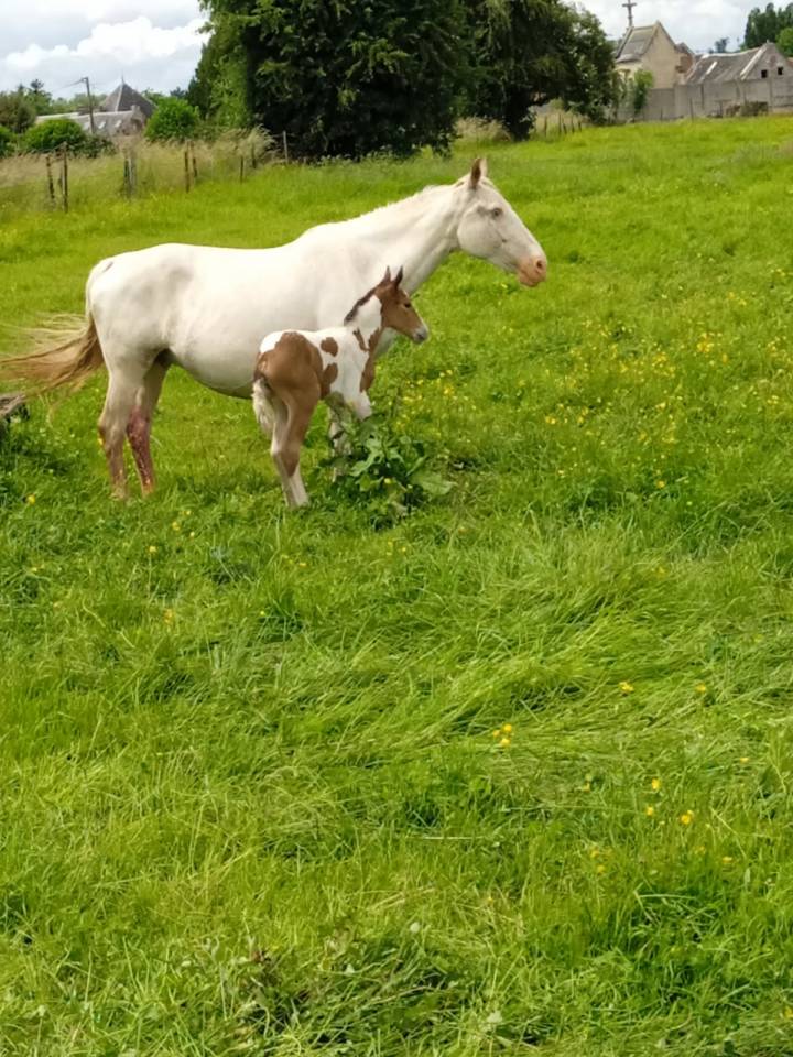 Jument pré retraite 