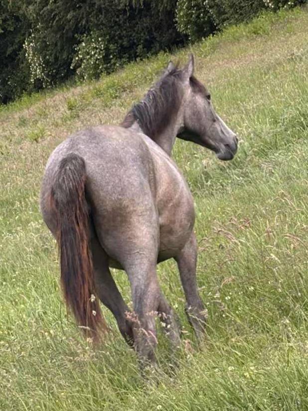 Pouliche Anglo Arabe