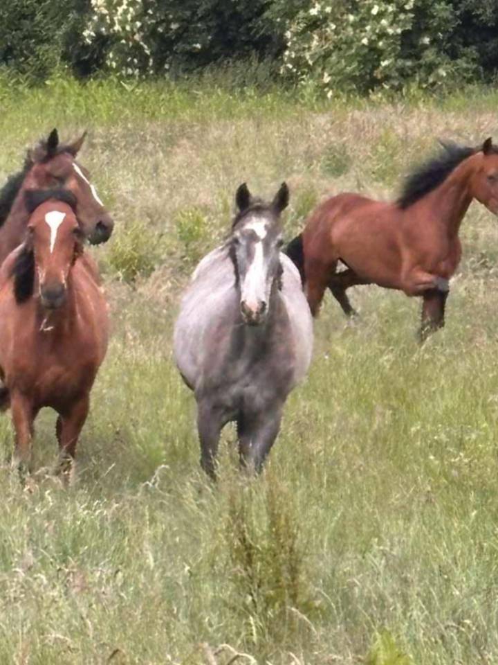 Pouliche Anglo Arabe