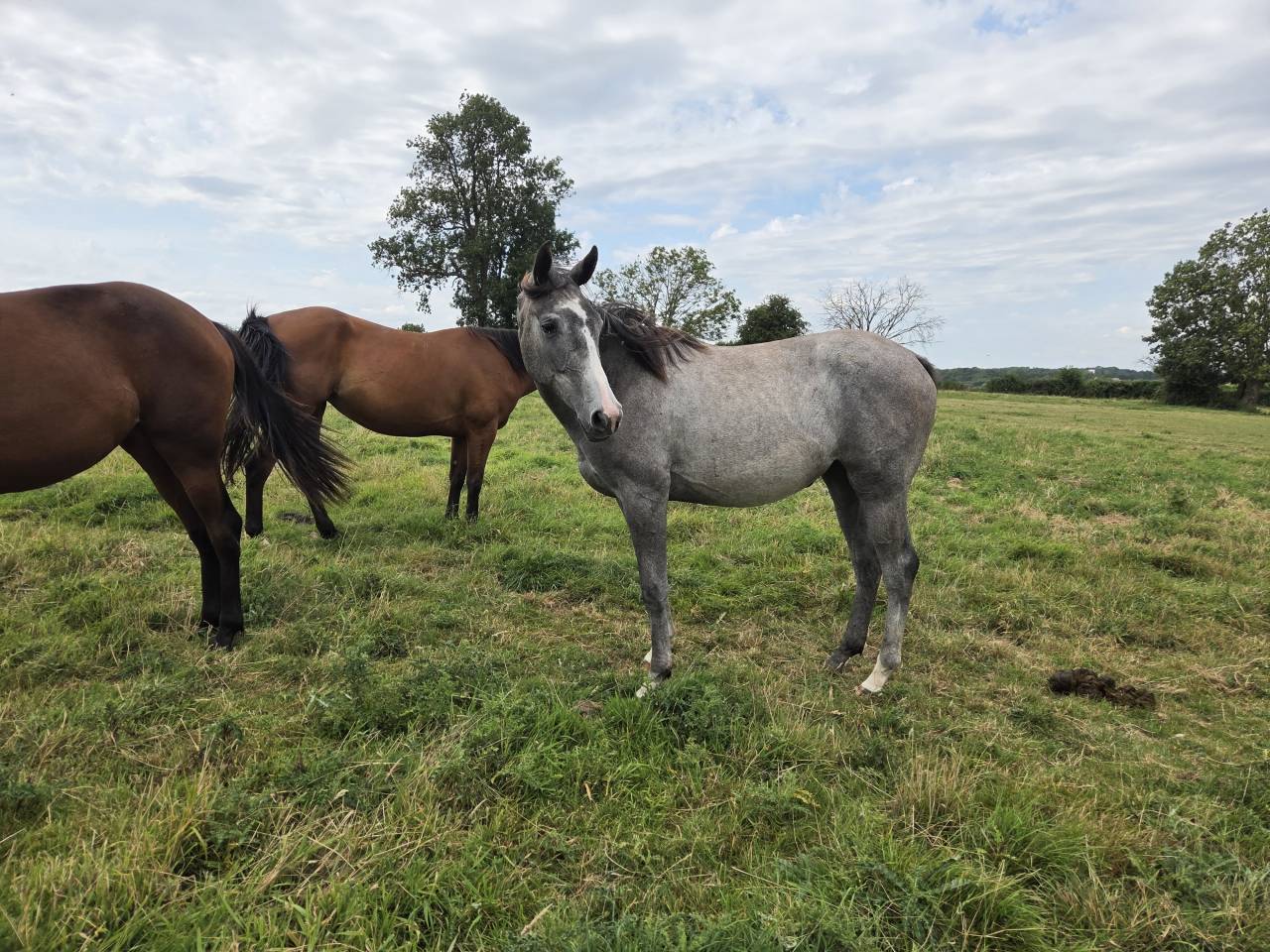 Pouliche Anglo Arabe