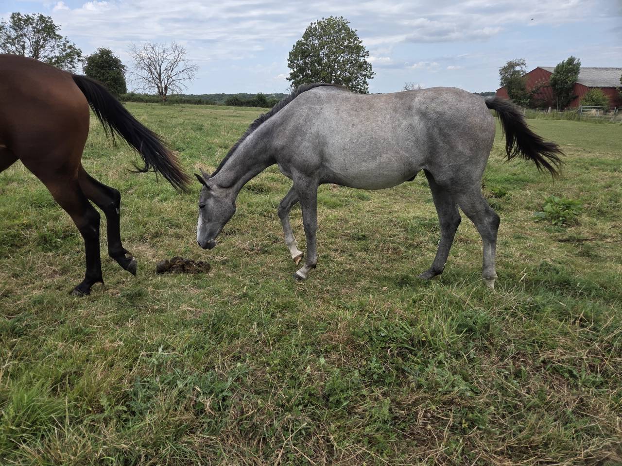 Pouliche Anglo Arabe